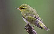 Flickr - Rainbirder - Wood Warbler (Phylloscopus sibilatrix)