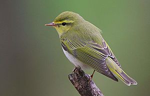 Flickr - Rainbirder - Wood Warbler (Phylloscopus sibilatrix)