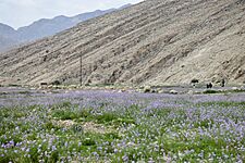 Flowers Plain of Kazerun 1