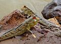 GambianMudskippers