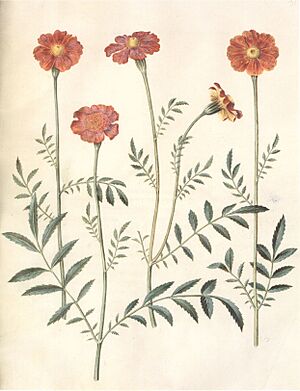 Gc31 tagetes erecta and patula