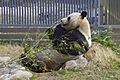 Giant panda01 960