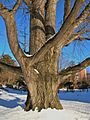 Ginkgo tree on Smith College campus, Northampton, MA - January 2015