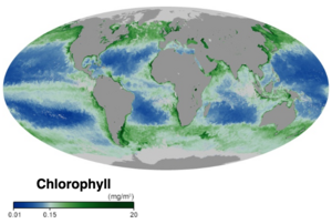 Global ocean chlorophyll concentration October 2019