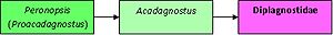 Gradogram Acadagnostus
