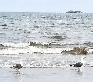 Great Black-backed Gull Swampscott MA June 2024
