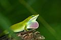 Green Anole (20396330)