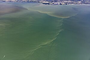 Harmful Algal Bloom in Western Lake Erie, July 9, 2018 (41641076380)