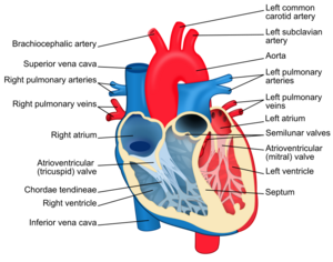 Heart diagram-en
