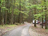 Spruce Area of campground