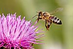 A honey bee, the state insect of Wisconsin