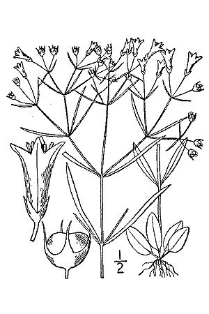 Houstonia longifolia.jpg