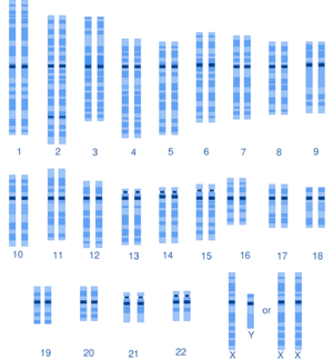 Human karyotype