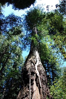 Icicle Tree - Armstrong Redwoods State Reserve