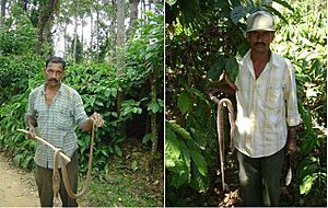 Indian coffee plantation snakes