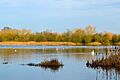Irthlingborough Lakes and Meadows - Corner Lake in Winter