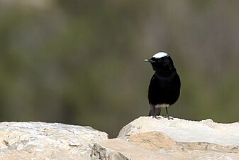 Israel. White-crowned wheatear (15787696376)