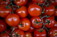 Italian Vine Tomatoes (3026014294)
