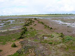 Jetty Remains, Pagham Harbour - geograph.org.uk - 501371