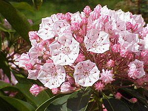 Kalmia latifolia2