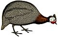 Keulemans Onze vogels 1 57 white background