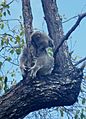 Koala in Magnetic Island
