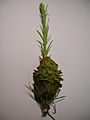 Larch with unusual terminal branch