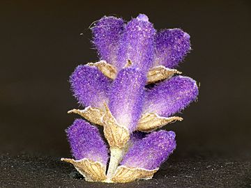 Lavandula angustifolia lavender Lavendel 02