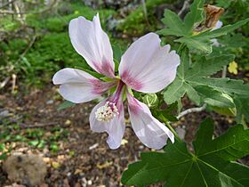 Lavatera acerifolia var. acerifolia (Jardín Botánico Canario Viera y Clavijo)