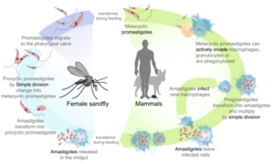 Leishmaniasis life cycle diagram en