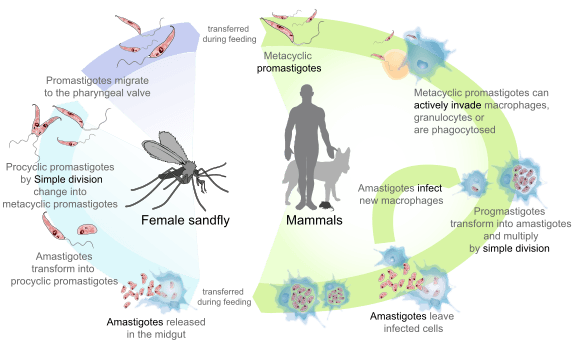 Leishmaniasis life cycle diagram en