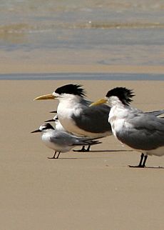 Little Tern with Crested Terns