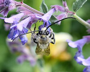 Longhorned bee, Eucera longicornis.jpg