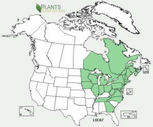 Lonicera canadensis distribution USDA map.png