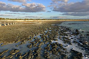 MK-08240 Hamelin Pool Stromatolites