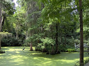 Magnolia-plantation-pond-sc1