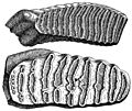 Mammoth molars compared