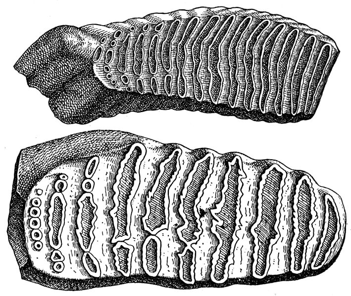 Mammoth molars compared