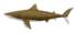 Megalolamna SW.png