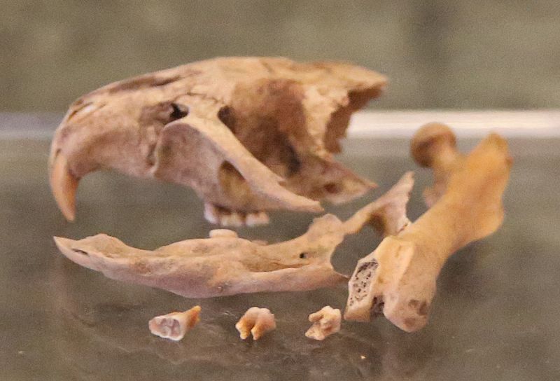 Megaoryzomys curioi skull