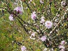 Melaleuca camptoclada (leaves and flowers)
