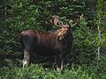 Moose in Rocky Mountain National Park. NPS-Karen Battle-Sanborn (18496371548)
