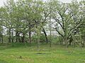 Mound in Halvorson Mound Group