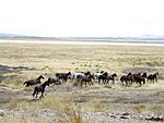 a large herd of horses running across a dry prairie