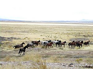 Mustang Utah 2005 2