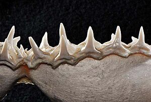 Negaprion brevirostris lower teeth
