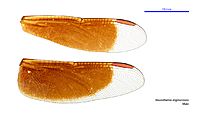 Neurothemis stigmatizans male wings (34928488341)