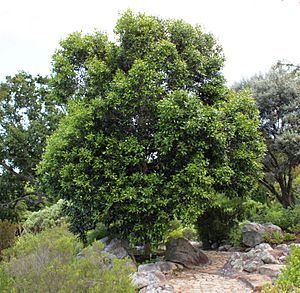 Olea capensis - Ironwood Tree - Cape Town 2.jpg