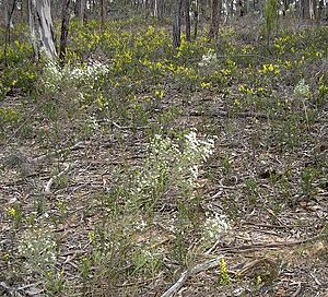 Olearia Teretifolia Setting