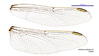 Orthetrum caledonicum female wings (34249157413)